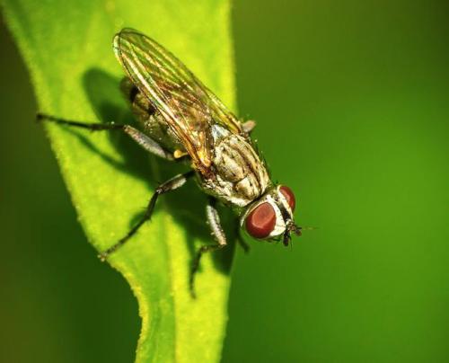 Réf. 257 450 : Leucophora sp.